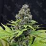 купить семена конопли S.A.D. (Sweet Afgani Delicious) feminised Ganja Seeds Fast Version дешиво купить семена конопли S.A.D. (Sweet Afgani Delicious) feminised Ganja Seeds Fast Version дешиво