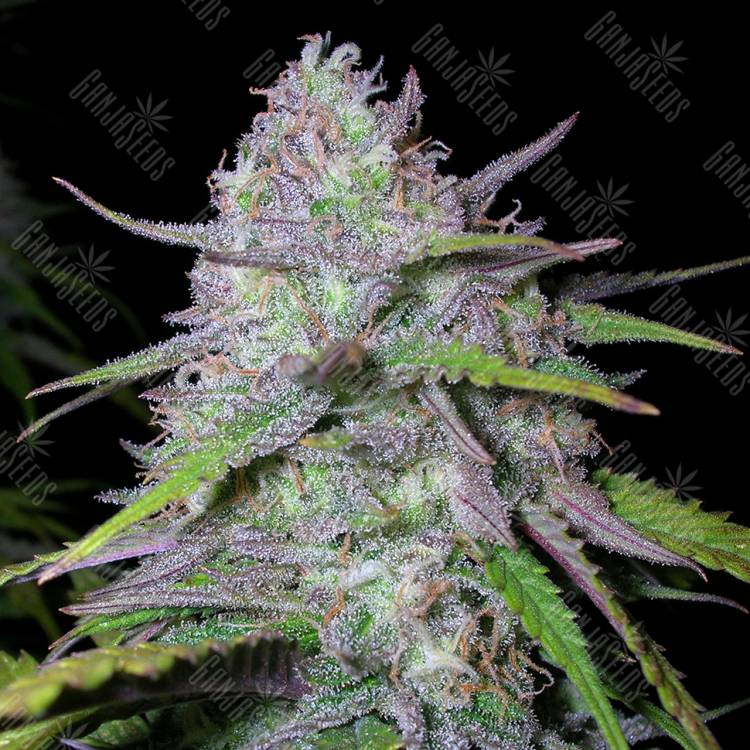 семена конопли наложенным платежом Arjan's Ultra Haze 1 feminised Green House Seeds семена конопли наложенным платежом Arjan's Ultra Haze 1 feminised Green House Seeds