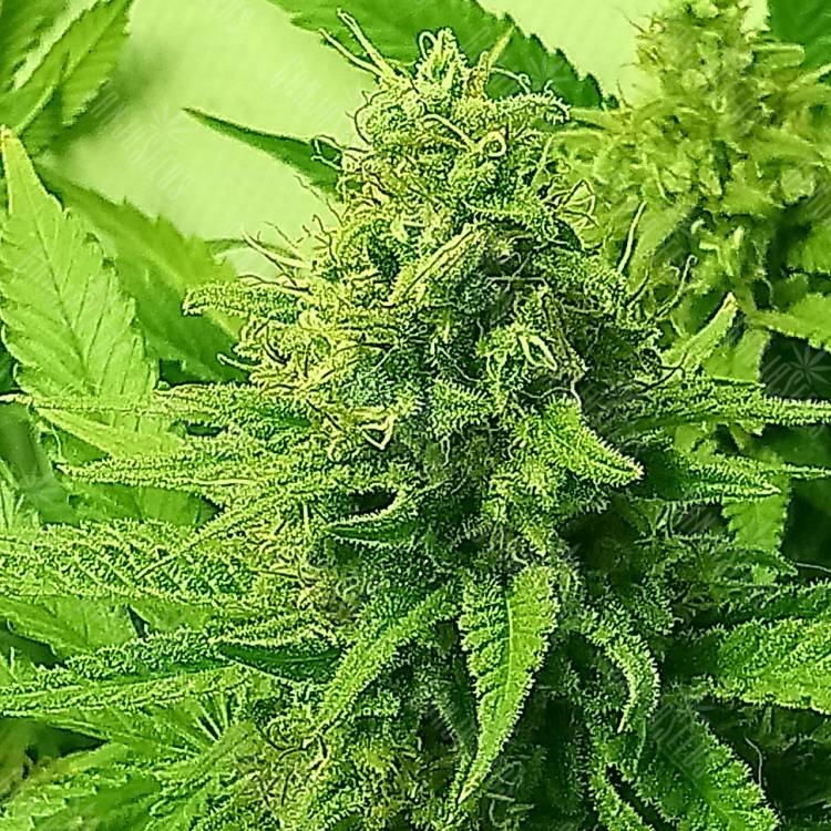 Lemon Zkittle feminised Dutch Passion Seeds Lemon Zkittle feminised Dutch Passion Seeds