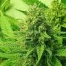 Lemon Zkittle feminised Dutch Passion Seeds Lemon Zkittle feminised Dutch Passion Seeds