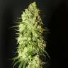 хорошие семена конопли G13 regular хорошие семена конопли G13 regular