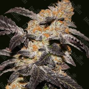 Haze regular Ganja Seeds