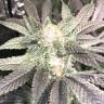 конопля семена сорта заказать Haze regular Ganja Seeds конопля семена сорта заказать Haze regular Ganja Seeds