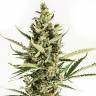 семена конопли интернет магазин Auto Amnesia XXL feminised Dinafem Seeds семена конопли интернет магазин Auto Amnesia XXL feminised Dinafem Seeds