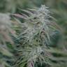 семена конопли почтой Purple Trainwreck feminised Humboldt Seeds семена конопли почтой Purple Trainwreck feminised Humboldt Seeds