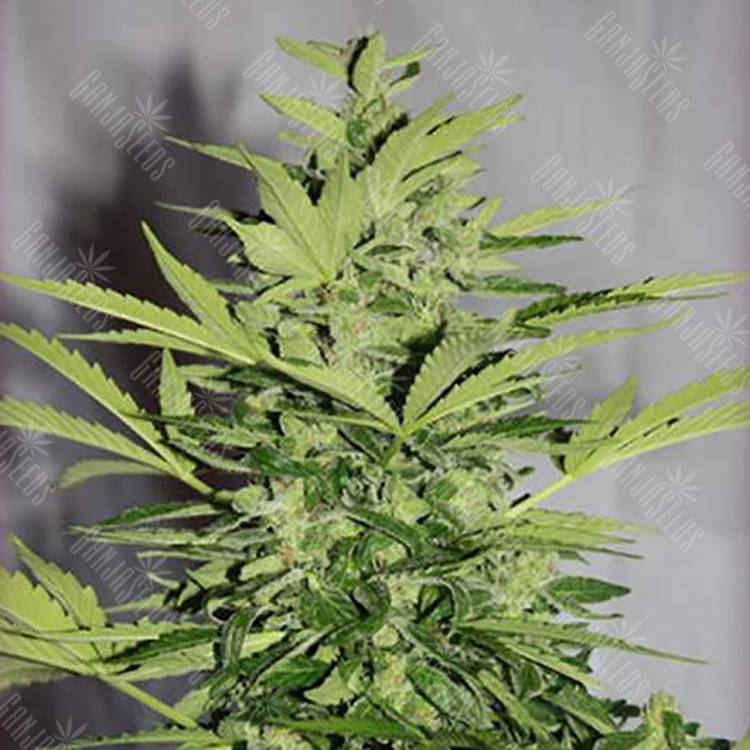 семена конопли медицинской Auto Supreme CBD Lemon OG feminised Nirvana Seeds семена конопли медицинской Auto Supreme CBD Lemon OG feminised Nirvana Seeds