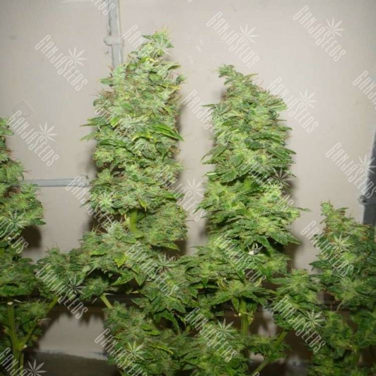Tangerine Dream feminised Ganja Seeds купить семена каннабиса в интернет магазине в России Tangerine Dream feminised Ganja Seeds купить семена каннабиса в интернет магазине в России
