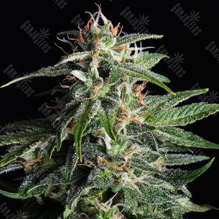 семена конопли купить онлайн Auto Sour Diesel feminised семена конопли купить онлайн Auto Sour Diesel feminised