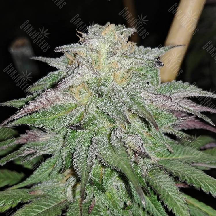 Master Kush feminised Dutch Passion Seeds
