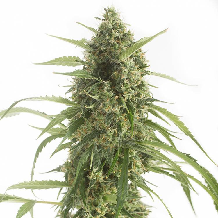 Auto White Widow XXL feminised купить в России Auto White Widow XXL feminised купить в России