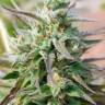 заказ семян конопли Москва Hercules regular Ganja Seeds заказ семян конопли Москва Hercules regular Ganja Seeds