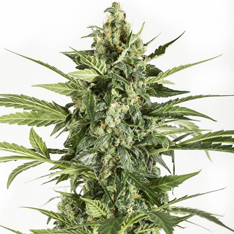 семена конопли в оригинальных упаковках Auto Blue Cheese feminised Dinafem Seeds семена конопли в оригинальных упаковках Auto Blue Cheese feminised Dinafem Seeds