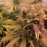 семена конопли Москва Raspberry Diesel feminised Humboldt Seeds семена конопли Москва Raspberry Diesel feminised Humboldt Seeds