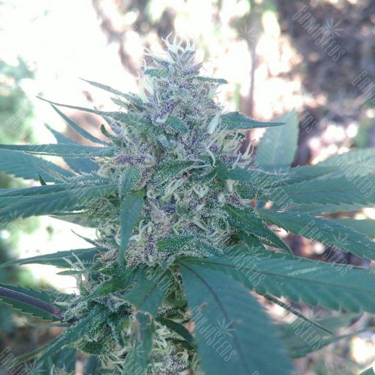 семена конопли в России Raspberry Diesel feminised Humboldt Seeds семена конопли в России Raspberry Diesel feminised Humboldt Seeds