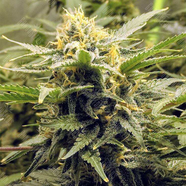 семена конопли феминизированные AK-48 feminised Nirvana Seeds семена конопли феминизированные AK-48 feminised Nirvana Seeds
