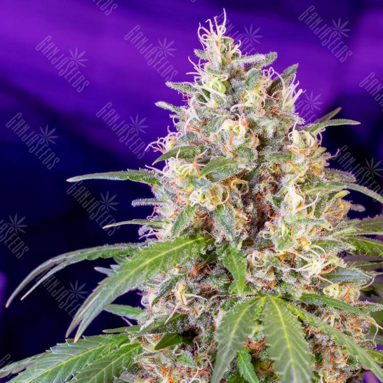 семена конопли Auto Fast Bud #2 feminised Sweet Seeds семена конопли Auto Fast Bud #2 feminised Sweet Seeds