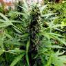 Sugar Black Rose feminised Ganja Seeds Fast Version качественные семена каннабиса в интернете Sugar Black Rose feminised Ganja Seeds Fast Version качественные семена каннабиса в интернете