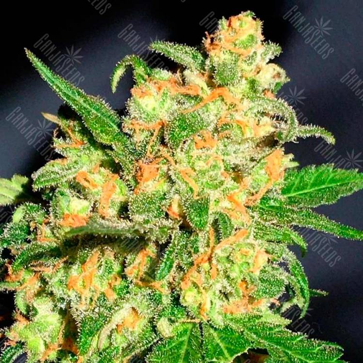 Семена Auto Bruce Banner feminised Ganja Seeds Семена Auto Bruce Banner feminised Ganja Seeds