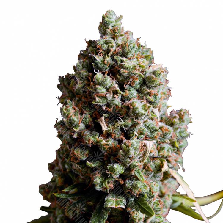 Auto Caiera feminised GanjaVIP Seeds Auto Caiera feminised GanjaVIP Seeds