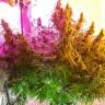 Mazar feminised Dutch Passion Seeds Mazar feminised Dutch Passion Seeds