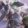 семена конопли Himalaya Blue Diesel regular Ganja Seeds