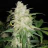 семена конопли автоцвет Auto Gelato feminised Fast Buds