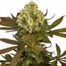 семена конопли индика Sour Blueberry feminised Humboldt Seeds семена конопли индика Sour Blueberry feminised Humboldt Seeds