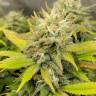 заказ семян конопли Спб Aurora Indica feminised Nirvana Seeds заказ семян конопли Спб Aurora Indica feminised Nirvana Seeds