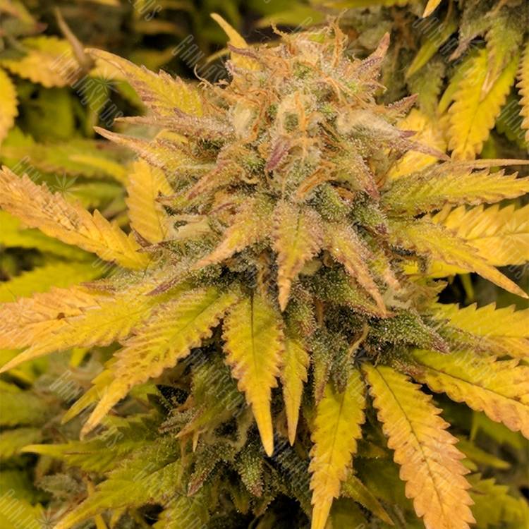 купить семена конопли Aurora Indica feminised Nirvana Seeds купить семена конопли Aurora Indica feminised Nirvana Seeds