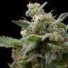 мощные семена конопли Super Hash feminised Pyramid Seeds мощные семена конопли Super Hash feminised Pyramid Seeds