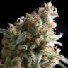 семена конопли в фирменной упаковке Super Hash feminised Pyramid Seeds семена конопли в фирменной упаковке Super Hash feminised Pyramid Seeds