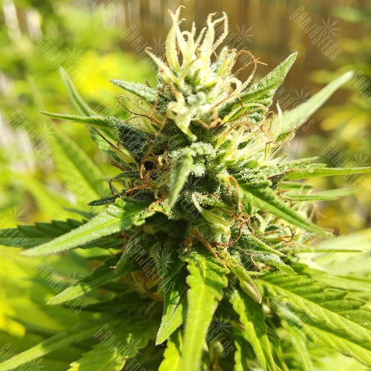 семена конопли для посадки купить Special Kush 1 feminised Royal Queen семена конопли для посадки купить Special Kush 1 feminised Royal Queen