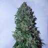 семена конопли с доставкой Psicodelicia feminised Sweet Seeds семена конопли с доставкой Psicodelicia feminised Sweet Seeds