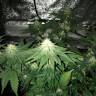 Auto Elektra feminised GanjaVIP Seeds