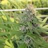 семена конопли Спб Hollands Hope regular Ganja Seeds