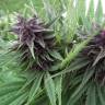 семена конопли Москва Hollands Hope regular Ganja Seeds