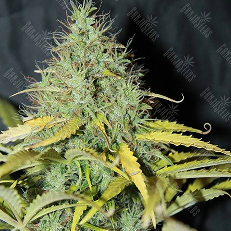 семена конопли недорого Auto Skunk #1 regular семена конопли недорого Auto Skunk #1 regular