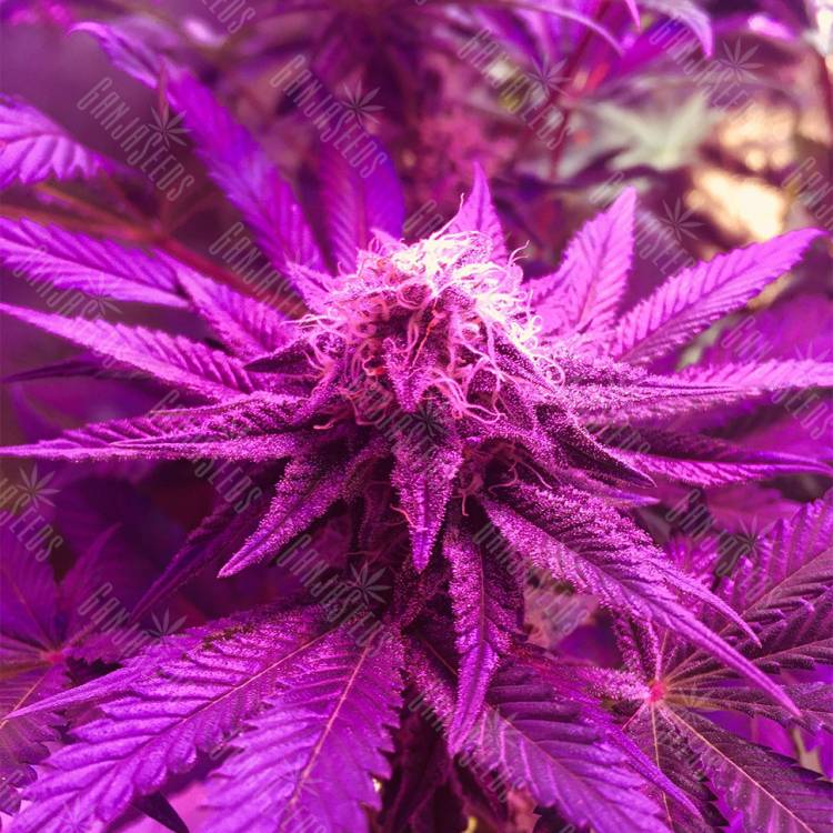 семена конопли f1 в оригинальной упаковке Super OG Kush feminised Pyramid Seeds семена конопли f1 в оригинальной упаковке Super OG Kush feminised Pyramid Seeds