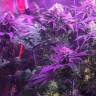 семена сортовой конопли Super OG Kush feminised Pyramid Seeds семена сортовой конопли Super OG Kush feminised Pyramid Seeds
