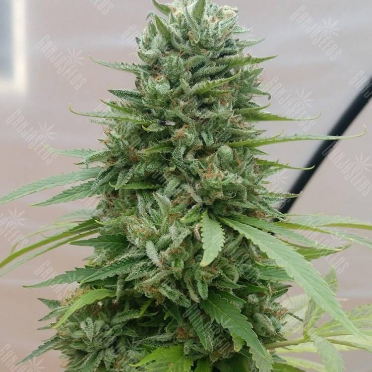 Vertigo feminised Ganja Seeds Vertigo feminised Ganja Seeds