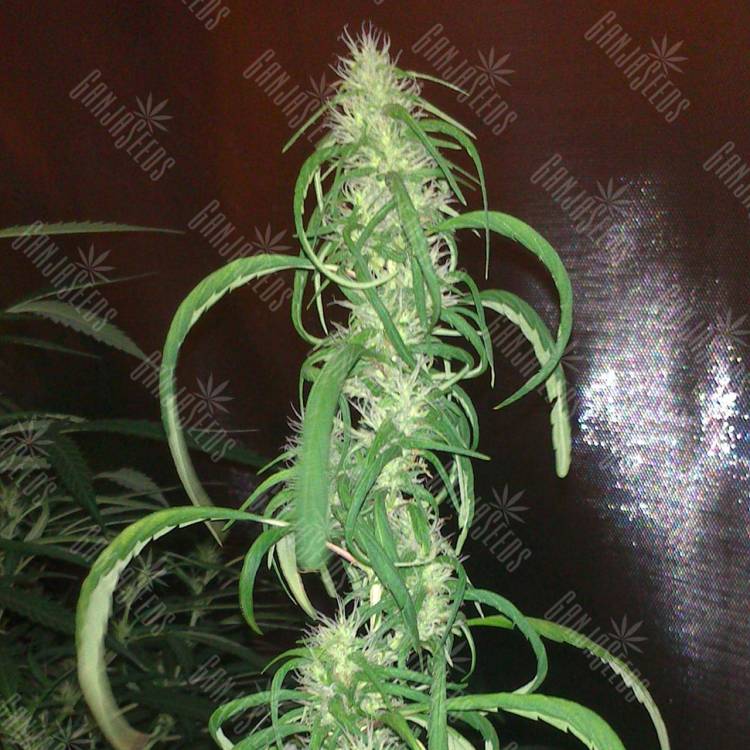 семена конопли курьером Auto Dr. Grinspoon feminised семена конопли курьером Auto Dr. Grinspoon feminised