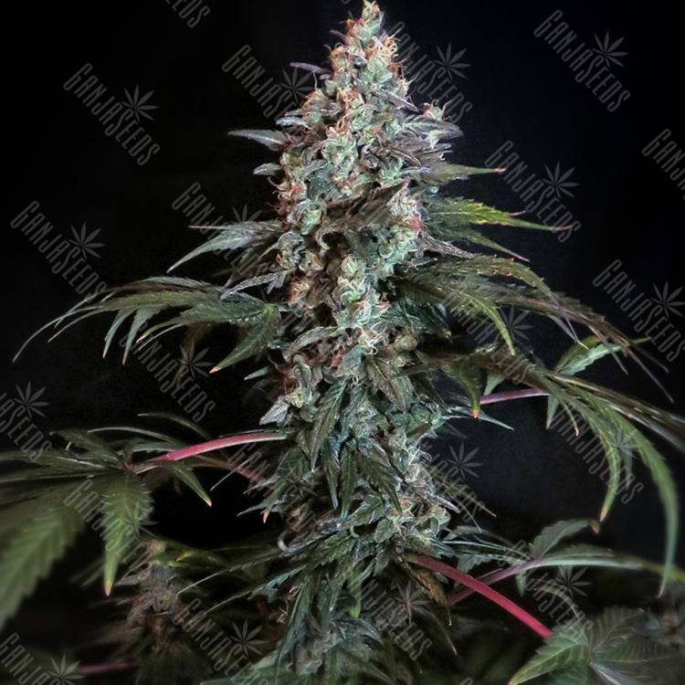 элитные сорта конопли Auto White Russian XXL feminised элитные сорта конопли Auto White Russian XXL feminised