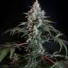 элитные сорта конопли Auto White Russian XXL feminised элитные сорта конопли Auto White Russian XXL feminised