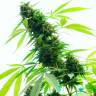 Auto Kronos feminised GanjaVIP Seeds Auto Kronos feminised GanjaVIP Seeds