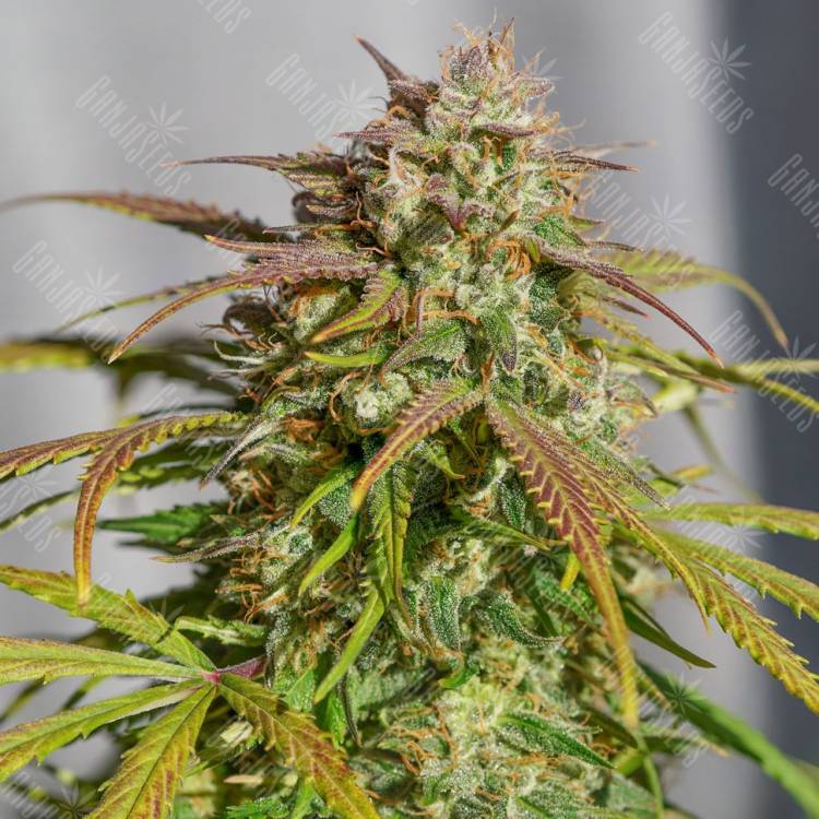 доставка семян конопли курьером Orange Bud feminised доставка семян конопли курьером Orange Bud feminised