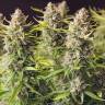 купить онлайн семена конопли Orange Bud feminised купить онлайн семена конопли Orange Bud feminised