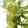 Orange Bud feminised Dutch Passion Seeds Orange Bud feminised Dutch Passion Seeds