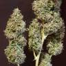 семена конопли в оригинальных упаковках Auto CBD New York Diesel feminised семена конопли в оригинальных упаковках Auto CBD New York Diesel feminised