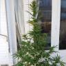 семена сортовой конопли Auto CBD New York Diesel feminised семена сортовой конопли Auto CBD New York Diesel feminised