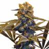 семена конопли f1 в оригинальной упаковке Auto CBD New York Diesel feminised семена конопли f1 в оригинальной упаковке Auto CBD New York Diesel feminised